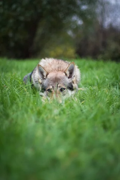 A gray dog of the Czechoslovakian wolfdog breed (Czechoslovakian wolves dog) lies with his nose buried in the grass, outdoors, in the summer.