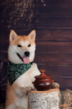 Kahverengi lazımlık, Shiba Inu köpeği bir kütükte, stüdyoda kırsal bir arka planda.