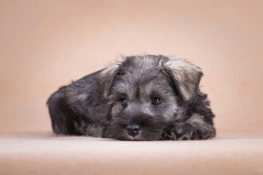 Küçük, renkli bir biber ve tuz, minyatür schnauzer cinsinden bir köpek yavrusu bej arka planda, kapalı alanda, stüdyoda yatıyor.