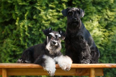 Minyatür Schnauzer cinsinin gri, siyah ve gri köpekleri yazın açık bir yazlık kulübede, yeşillik ve çiçeklerin arka planında bir bankın yanında oturuyorlar.
