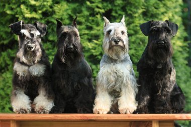 Dört minyatür schnauzer köpeği yazın açık bir yazlık evde, bir yeşilliğin karşısında bir bankın yanında otururlar.