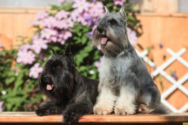 Gri ve siyah minyatür schnauzer köpekleri yazın açık bir yazlık evde bir bankın yanında yeşil ve çiçekli bir arka planda oturuyorlar.