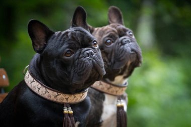 İki köpek Fransız buldogu, brindle ve siyah renk, portre
