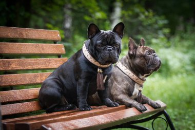 İki köpek, Fransız buldogları, brindle ve siyah, bir bankta, açık havada, yazın, yağmurda