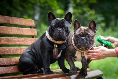 İki Fransız bulldog, brindle ve siyah, bir bankta, açık havada, yazın, yağmurda. Biri oturuyor, diğeri kaçıyor.