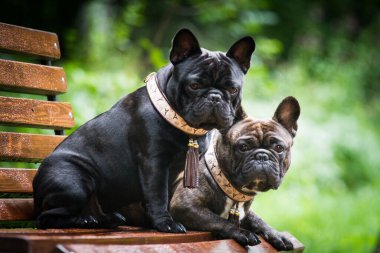 İki köpek, Fransız buldogları, brindle ve siyah, bir bankta oturuyorlar, açık havada, yazın, yağmurda