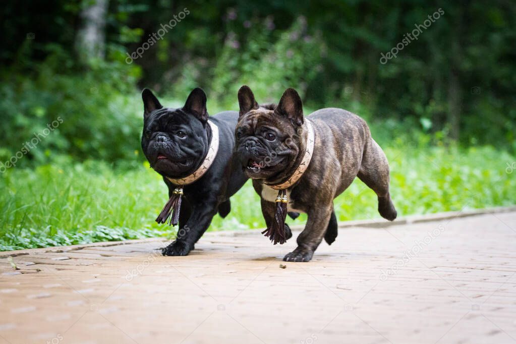 Two dogs French bulldogs, brindle and black, run synchronously, outdoors, in summer, in the rain