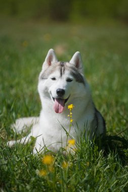Sibirya Husky soyundan gri bir köpek, yaz aylarında açık bir arazide sarı bir çiçeğin yanında yatar.