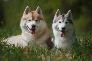 Sibirya Husky cinsinden gri ve kızıl saçlı iki köpek yazın açık havada bir tarlada yatıyor.