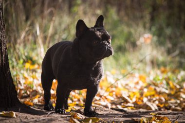 Kaplanlı siyah bir buldog sonbaharda açık havada durur.