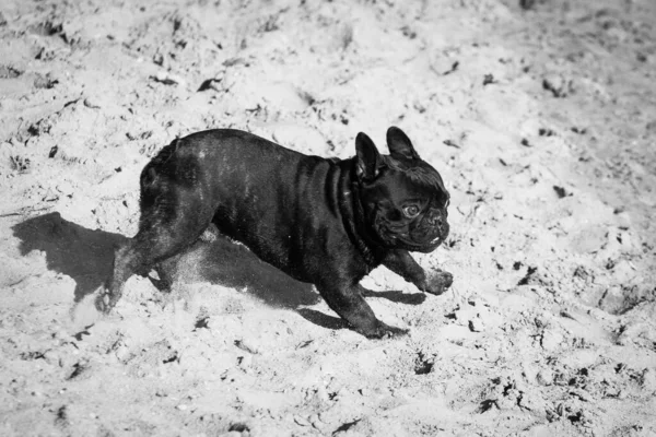 Black with tiger parts, the French bulldog is actively running and strange in nature outdoors. Black and white photo
