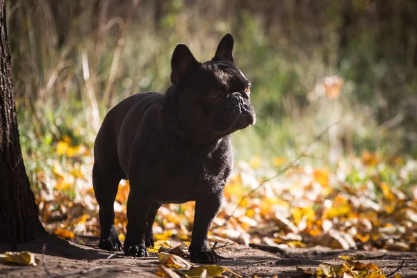 Kaplanlı siyah bir buldog sonbaharda açık havada durur.