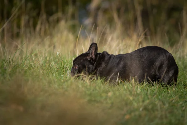 Kaplan parçalarıyla kaplan parçaları açık havada çimenlerde pusuya yatmış Fransız bulldog.