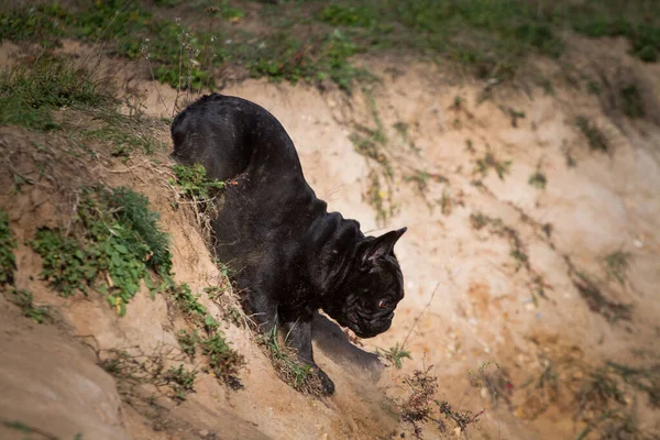 Black with tiger parts, the French bulldog extremely and boldly descends and crawls, jumps, and falls from a sandy cliff outdoors outdoors
