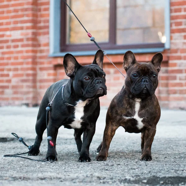 Two bitches of a French bulldog, brown and black, against a brick wall, one on a leash, the other without a leash