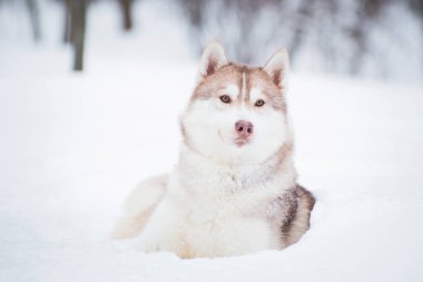 Sibirya Husky cinsinin kırmızı rengi kışın açık havada, karda yatar.
