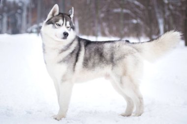Sibirya Husky cinsinin gri-beyaz, mavi gözlü tüylü köpeği kışın açık havada göz kırpar.