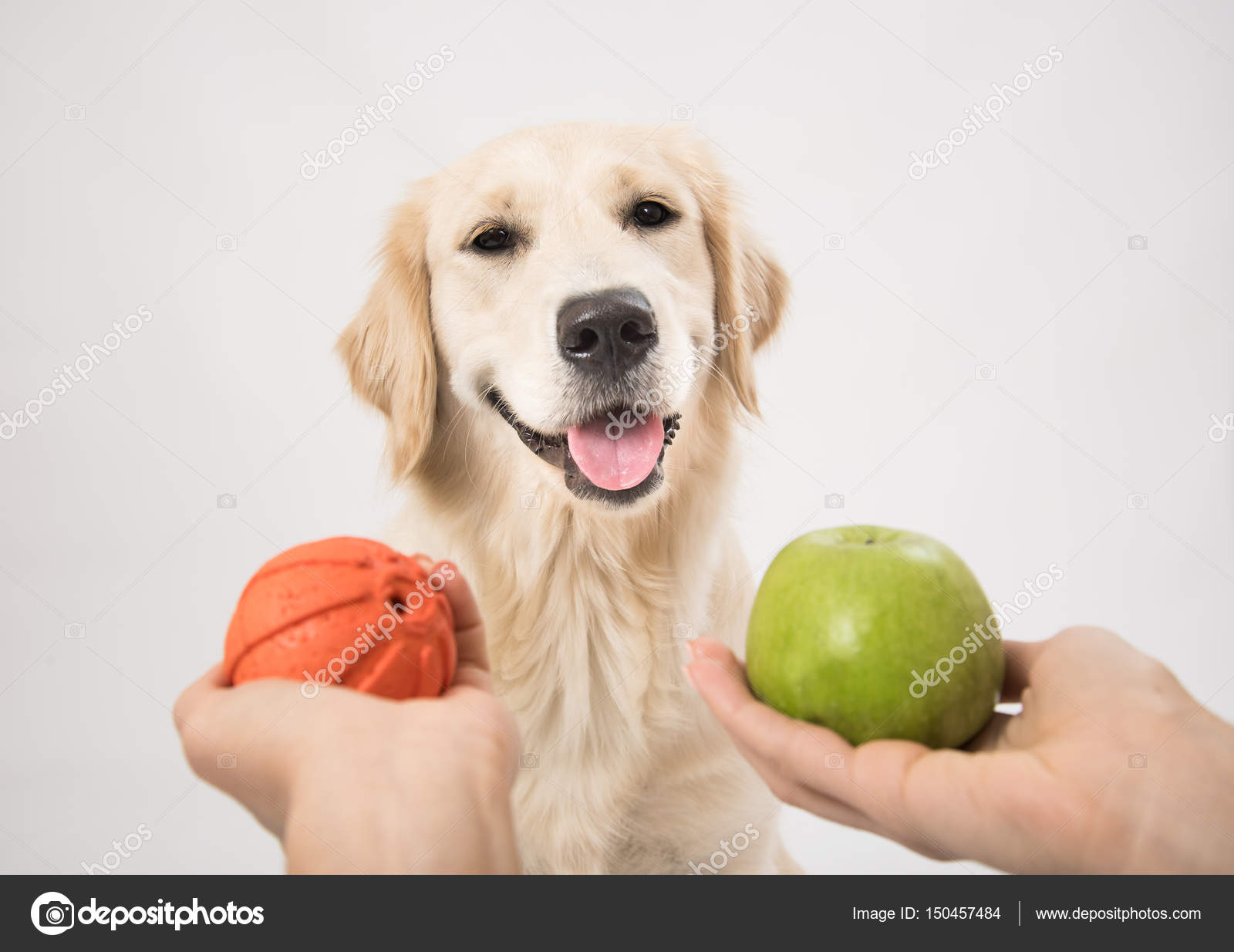Can I Give A Dog Apple