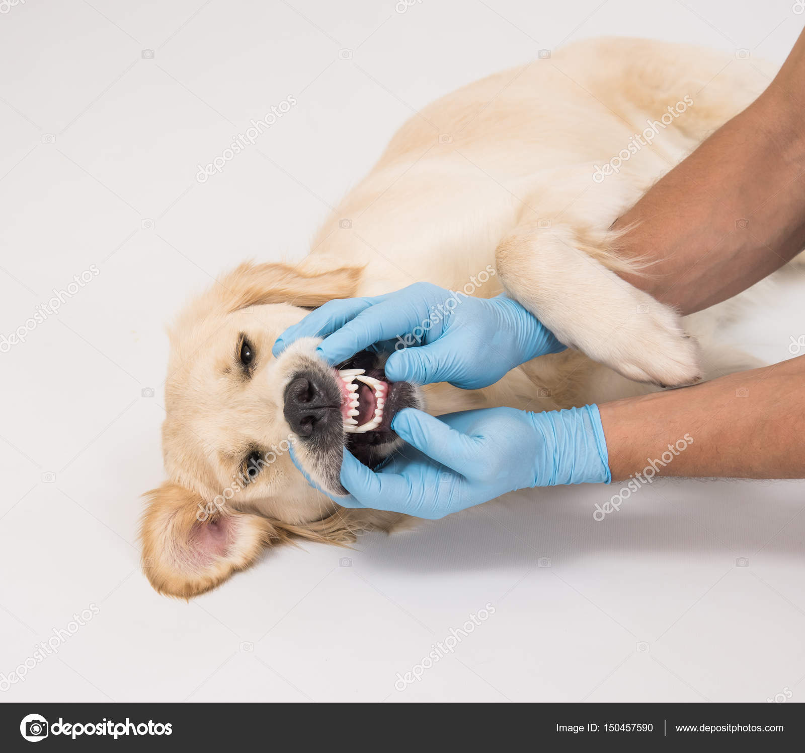 How Can I Soothe My Puppys Gums