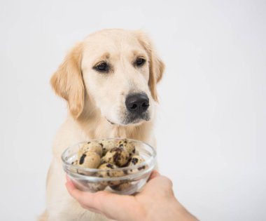 Bir tabakta bıldırcın yumurtası. Golden Retriever 'ın önünde beyaz bir köpeğin elinde.