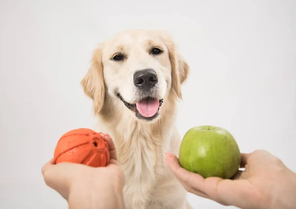 Köpek insan elinin üzerinde beyaz bir top ve bir elma verir