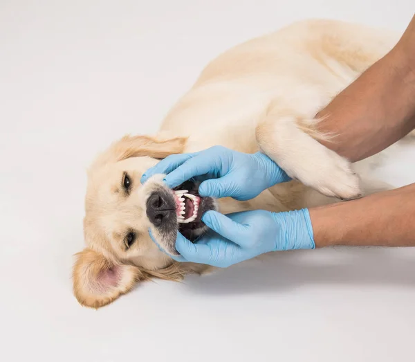Bir köpek sağlıklı diş etleri ve temiz dişler kapat