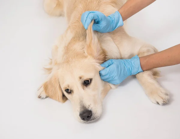 Medisch onderzoek van een witte hond met handen in handschoenen op witte achtergrond — Stockfoto