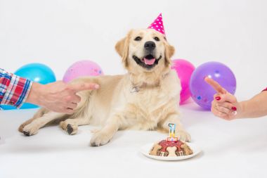 Balonlu doğum günü partisi Golden Retriever köpek gülümseme