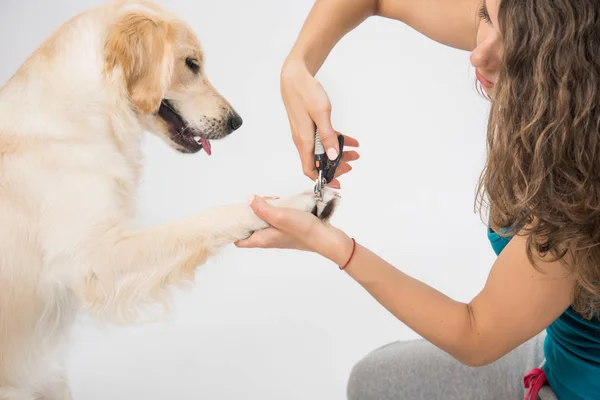 Kadın kesme köpek izole üzerinde beyaz arka plan çivi