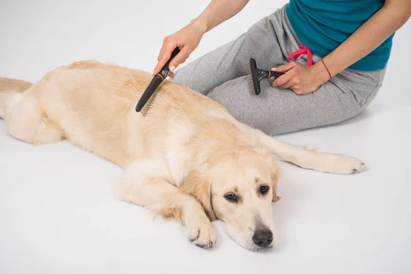 Kadının elinde bir köpek golden retriever beyaz arka plan üzerinde damat