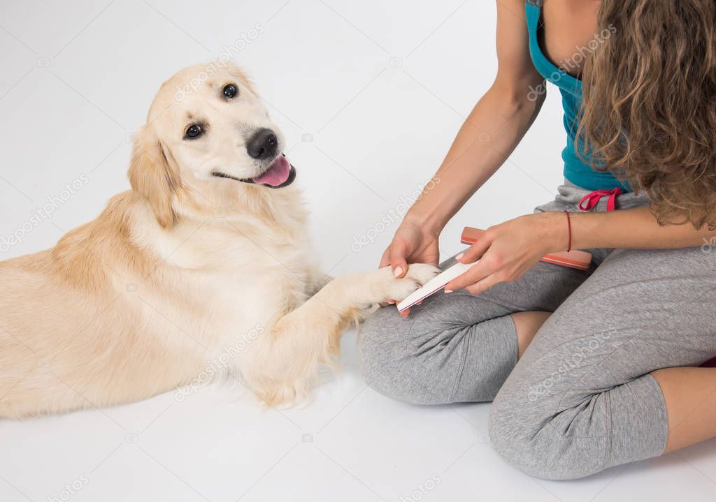 The dog golden retriever making manicure and pedicure grooming