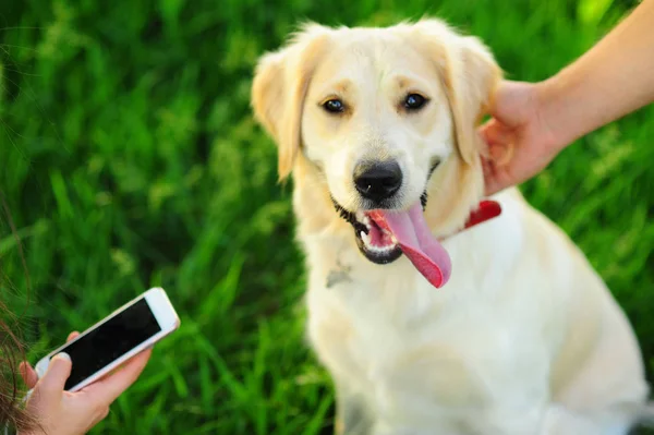 Ung kvinna med telefon och hund golden retriever utomhus — Stockfoto