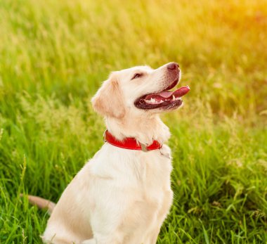 Golden Retriever sahibini yaz Park bakarak