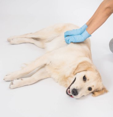 Beyaz arka planda elleri eldivenli beyaz bir köpeğin tıbbi muayenesi