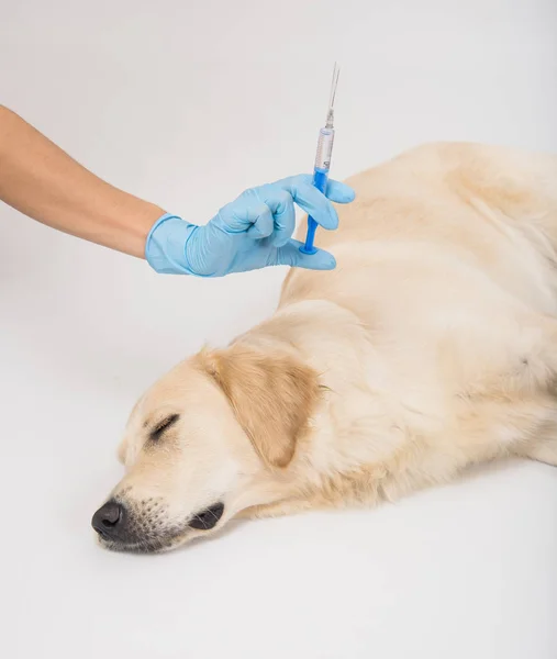 Exame médico de um cão branco com as mãos em luvas no fundo branco — Fotografia de Stock