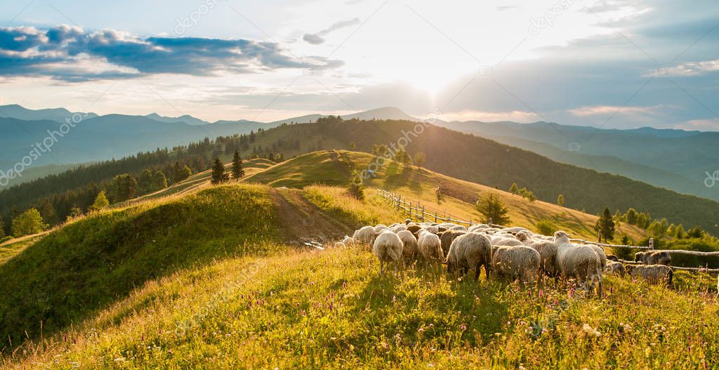 Flock of sheep in the mountains on the sunset background