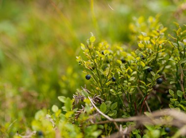 dal büyüyen yaban mersini