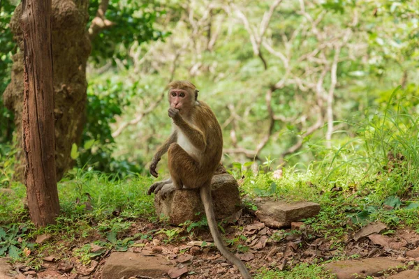 Macaque monkey in jungle — Stock Photo, Image