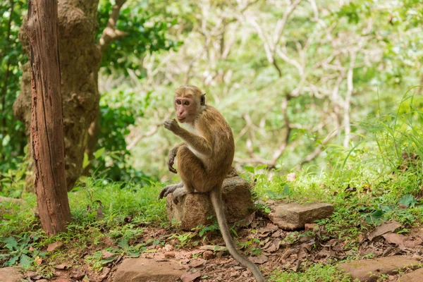 Μαϊμού στην άγρια φύση — Φωτογραφία Αρχείου