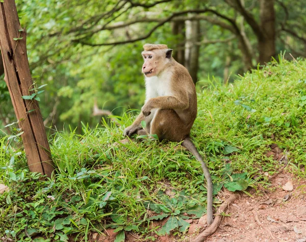 Aap in de wilde natuur — Stockfoto