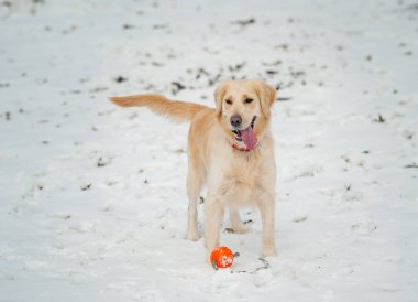 Arka planda beyaz av köpeğinin yakın plan portresi. Beyaz Golden Retriever köpeği karda oturuyor. güneşli kış günü