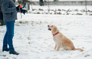 Köpek golden retriever ile oynayan bir adam.