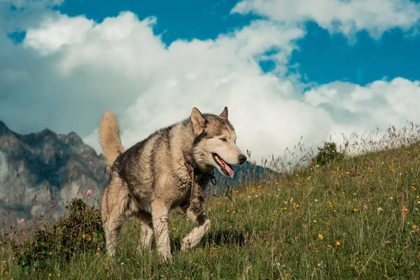 Lupo grigio in un ambiente forestale naturale — Foto Stock