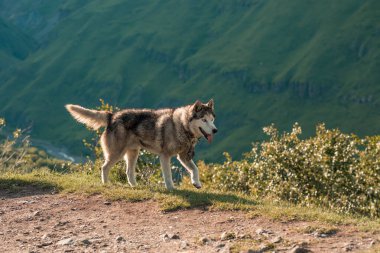 Genç sevimli husky köpek portresi