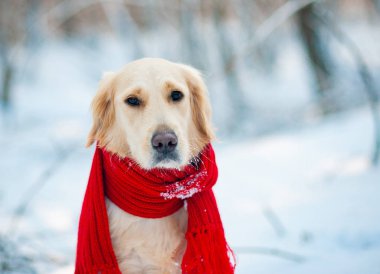 Genç Golden Retriever 'ın karla oynayan portresi
