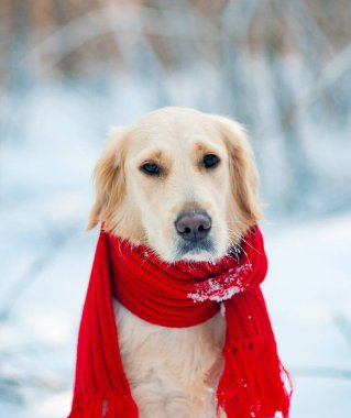 Açık havada kar kış aylarında oynayan beyaz köpek kız altın geri almak
