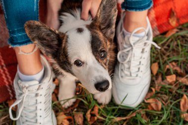 Sonbahar arka planında Galli Corgi köpeğinin yakın plan portresi. Sonbahar sarı yapraklı köpek