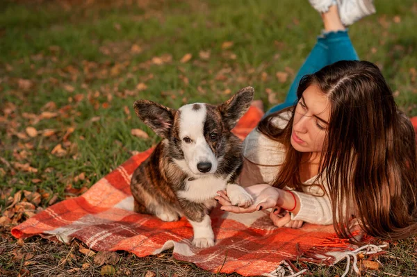 Posłuszny Walijski Pies Corgi Właścicielem Ćwiczącym Dowodzenie Łapą Szczęście Przyjaźń — Zdjęcie stockowe
