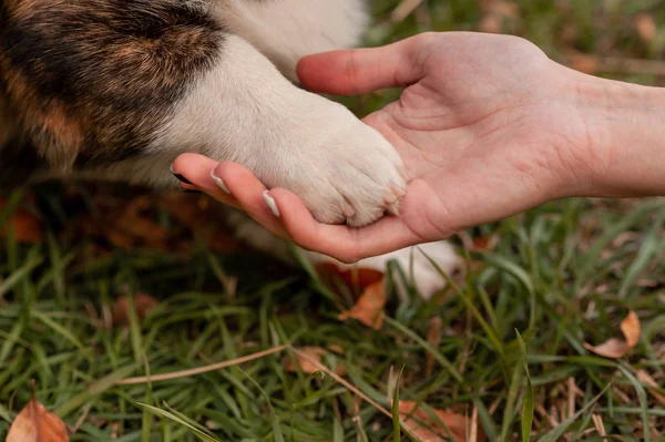 Corgi dog sitting give a paw to owner. Training the dog, woman with her dog yellow leaves background.