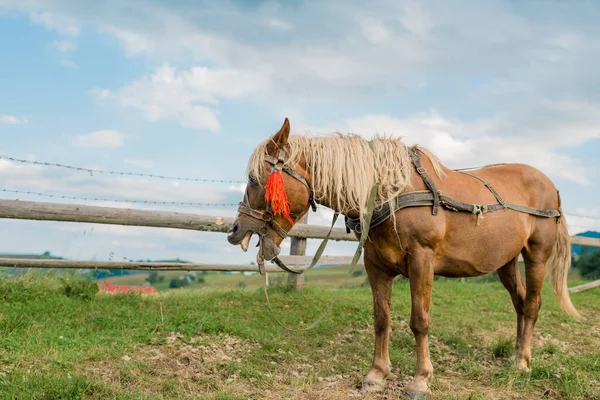 Un cheval solitaire debout la toile de fond du panorama des montagnes — Photo